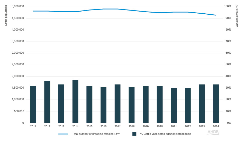 Bar graph with leptospirosis vaccination data from 2011-2024.